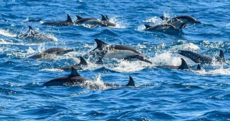 sortie dauphins Agadir